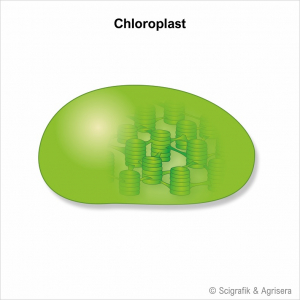 Educational antibody kit - photosynthesis in the group Antibodies Plant/Algal / Global Antibodies at Agrisera AB (Antibodies for research) (AS05 070set)